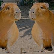 Capybara Capybara