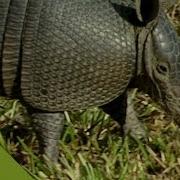 Nine Banded Armadillo