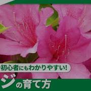 久留米ツツジ 苗木