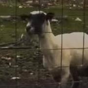 Прикол Крик Барана