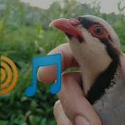 Кеклик Голос