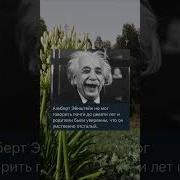 Я Добрый Дядя Эйнштейн