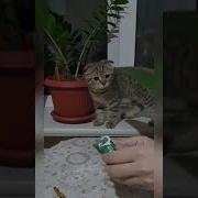Кот Блюет Тикток