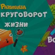 Круговорот Жизни