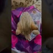 Хоть Бы Купила Колбасу