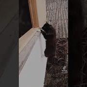 Криминальная Россия Озвучка Прикол