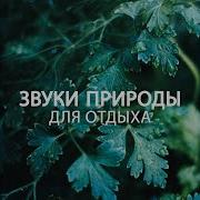 Музыка Танец Чаек