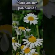 Ромашка Лекомцевы