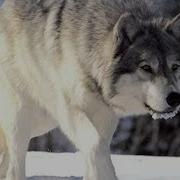 Журавли Рыжий Алмаз