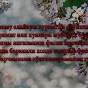 Биз Хали Бормиз