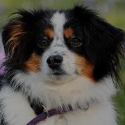 Лай Собаки Для Соседей