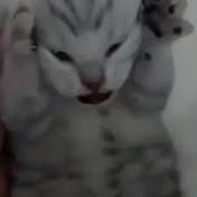 Crying Kitty Logo