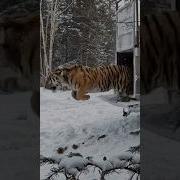 Тигр Рать