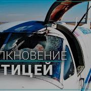 Попала Птица