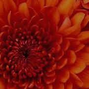 Боходир Мамажонов Шабнамгинам