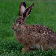 Қоянның Дауысы