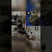 Котуспеппин