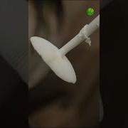 Дж Гриб И Тор