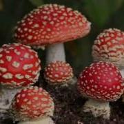 Детская Песня Мухоморы