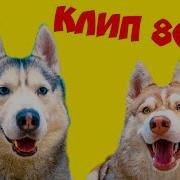 Хаски Бублик 800К