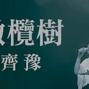 橄榄树