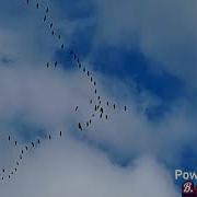 Целуют Небо Журавли