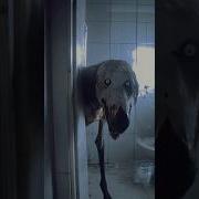 Я Злой Собак Приколы