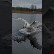 Лебеди Летают