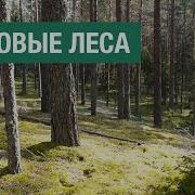 Леса