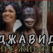 Спи Мартышка Усни Джавид