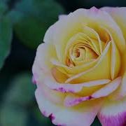 Они Сегодн У Ворот Нас Ждут Стихи