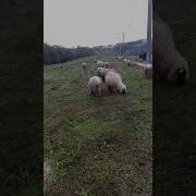 Cuvan Ovce Ukrali Mi Ovna