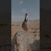 Kaklik Sadosi