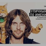 Подарок От Кота Боба