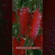 Çiçəkli Bağlardayam