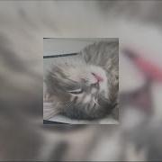 Длинные Треки