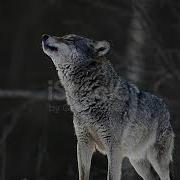 Қасқырдың Дауысы