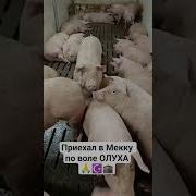 Аллах Свинья