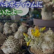 恵比寿大黒 花