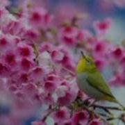 Бихонум Байти Бед