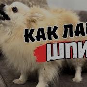 Лай Маленькой Собаки
