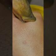 Colmek Pakai Belut