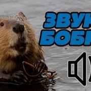 Писк Бобра