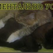 Успокаивающая Музыка Для Кошек