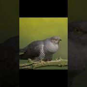 Kak Ku Qushi Ovozimp3