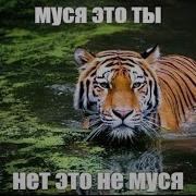 Муся Это Ты Нет Это Не Муся