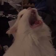 Cat Scream