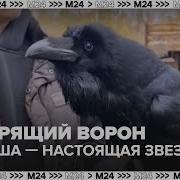 Карлуша