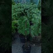 Shlager Garden