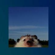 Незабудка Slowed